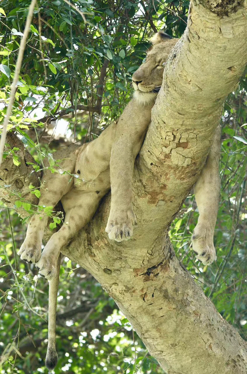 瑞森旅行-野生狮子在树上睡觉