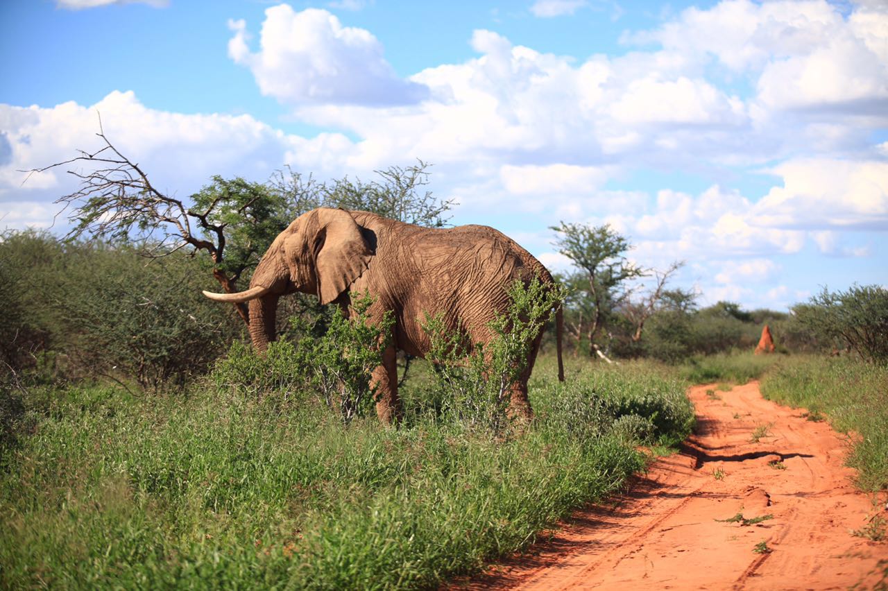 瑞森旅行-非洲大象