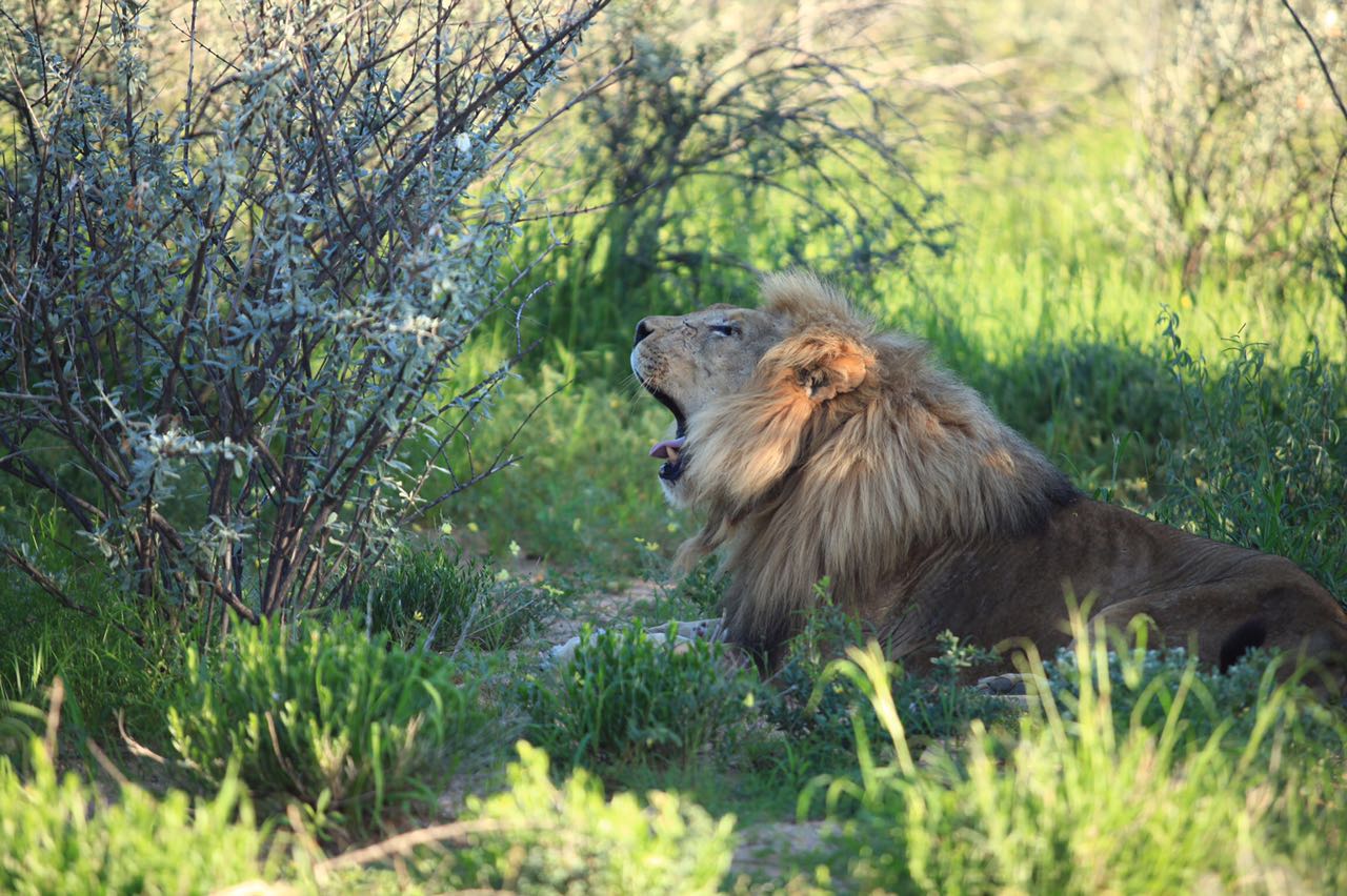 瑞森旅行-非洲狮子