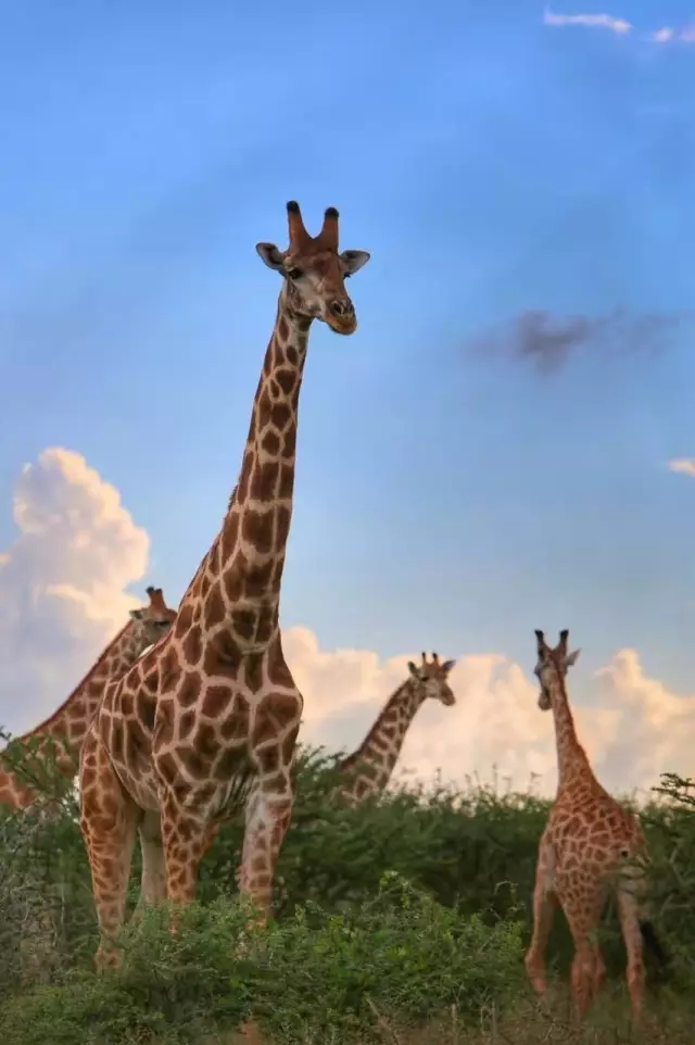 瑞森旅行-非洲长颈鹿
