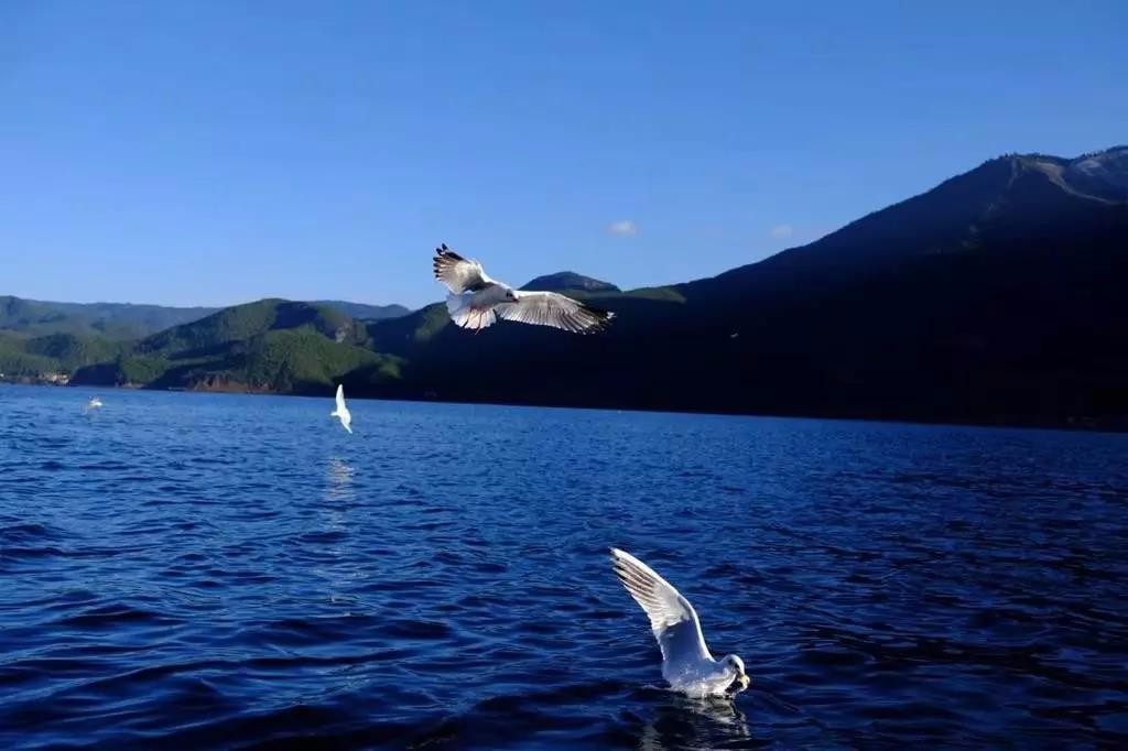 丽江、泸沽湖私享纯玩双飞六日游