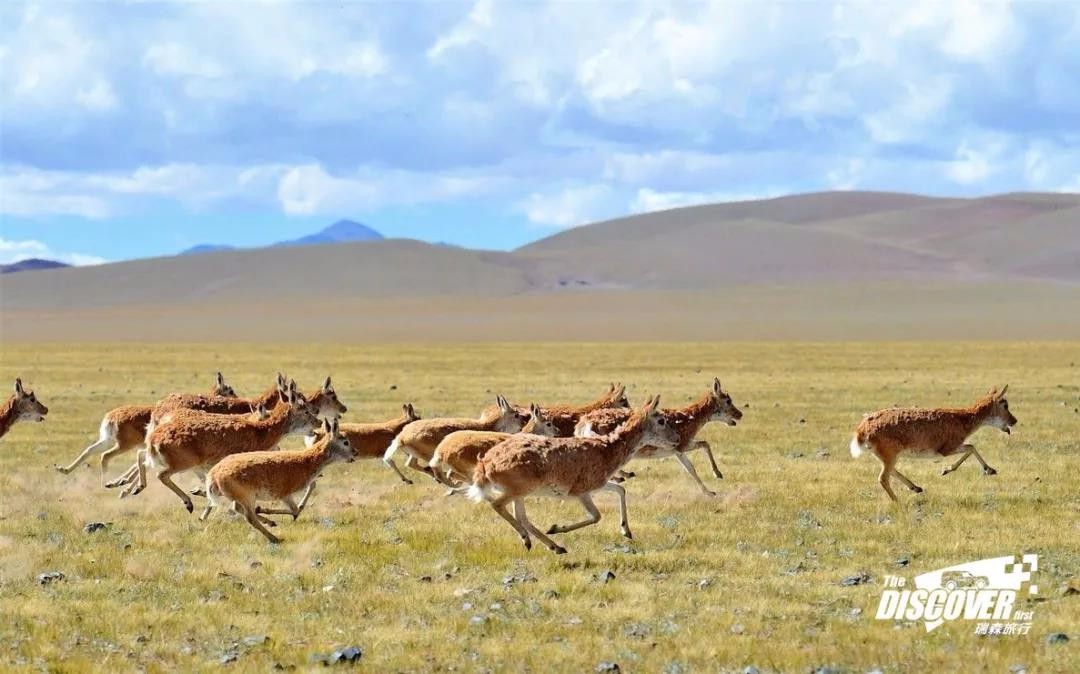 瑞森旅行 | 热搜羌塘无人区，谁才是穿越地域之门的王者